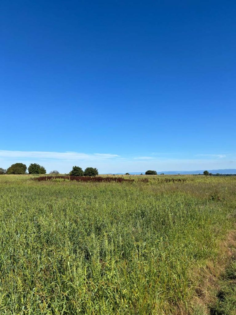 LOT9